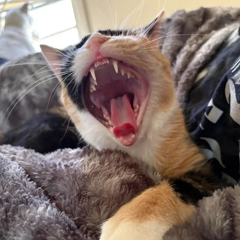 Stella thumbnail 5