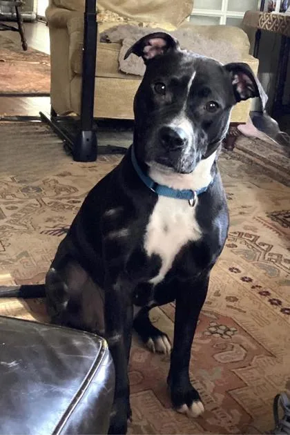 An adult medium-sized female Mixed Breed dog named Barbara for adoption in Chamblee, GA