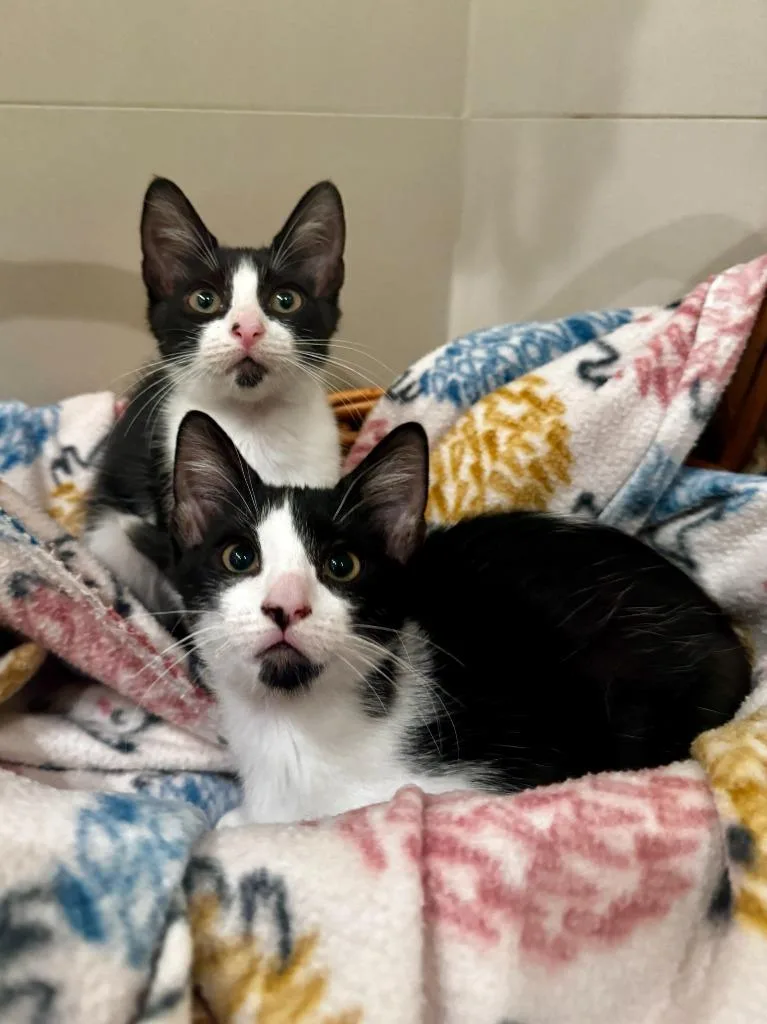 A baby medium-sized male Domestic Short Hair cat named Finch for adoption in San Antonio, TX
