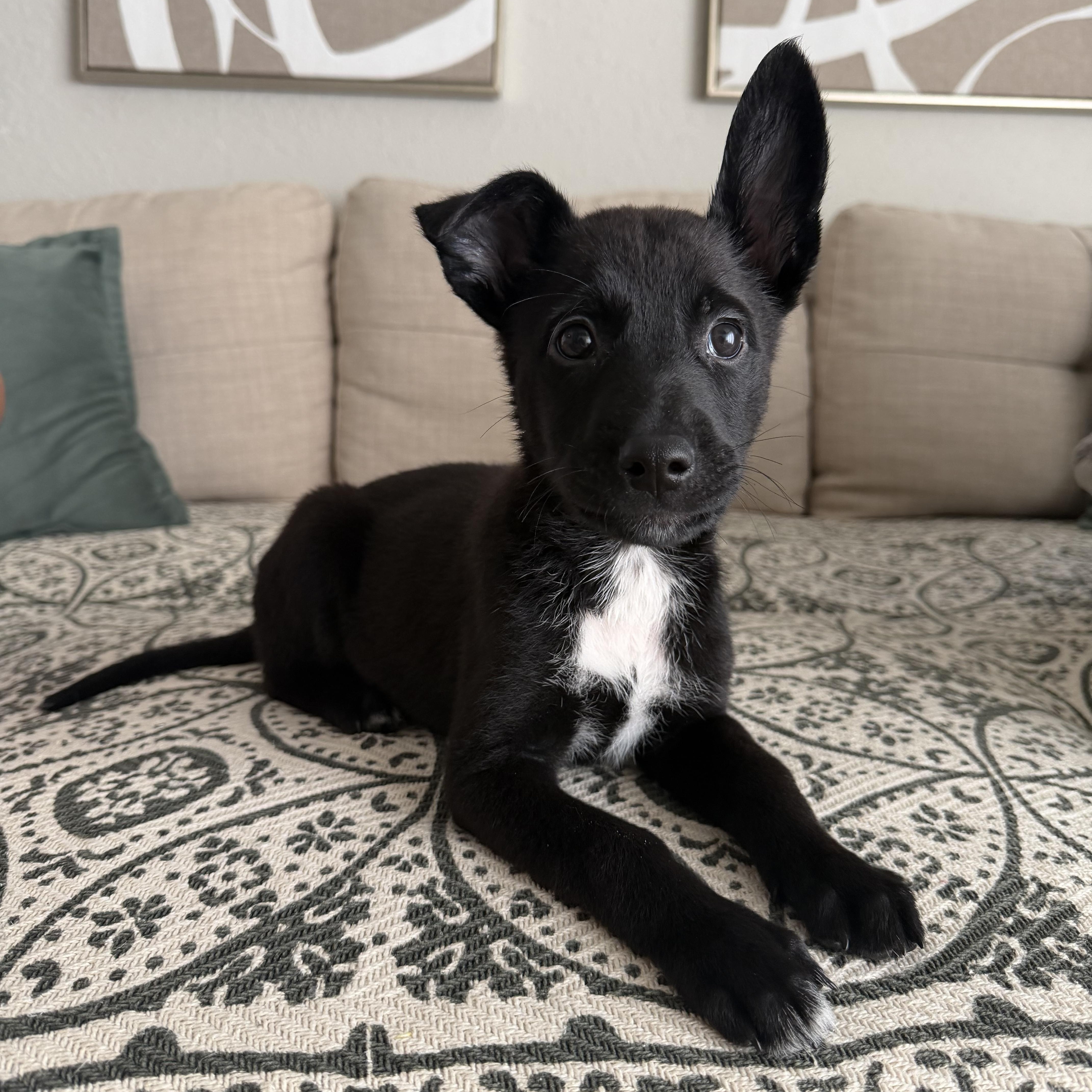 A baby small-sized male Border Terrier dog named Smore for adoption in Coppell, TX
