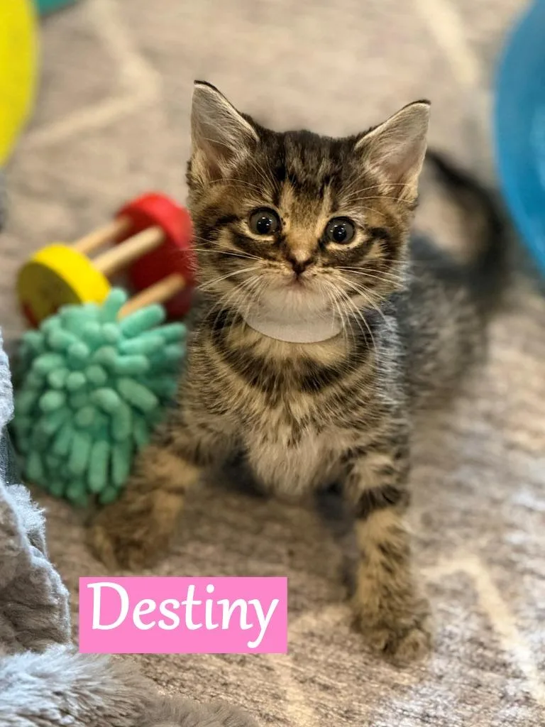 A baby medium-sized female Domestic Short Hair cat named Destiny for adoption in Hoover , AL