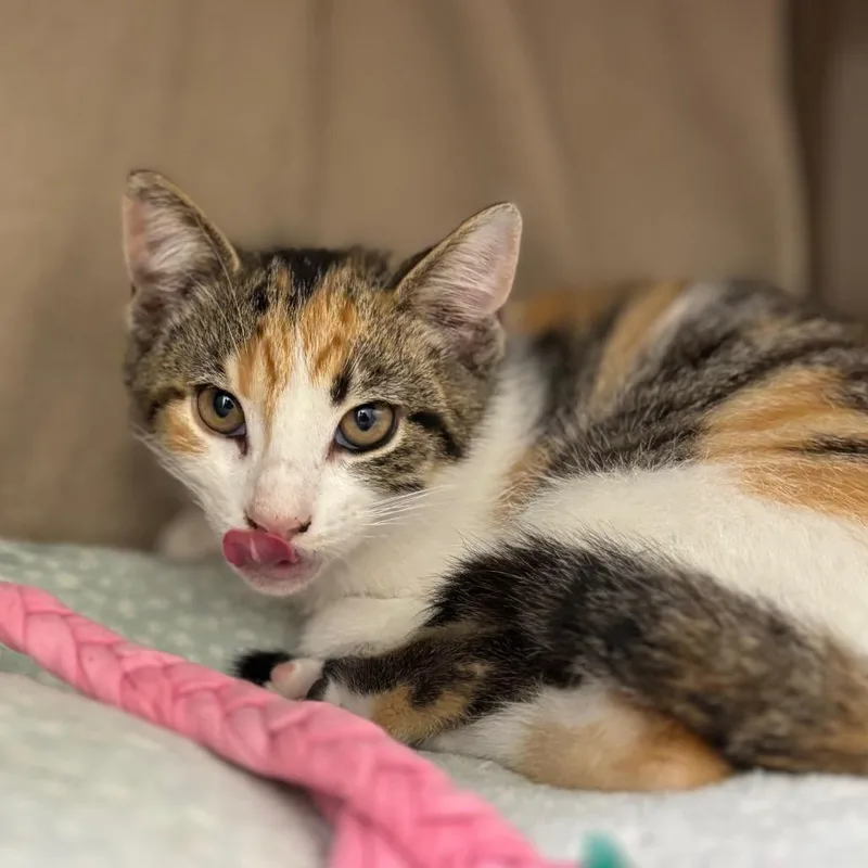 A baby small-sized female Brown / Chocolate Domestic Short Hair cat named Carbonara for adoption in Nashville, IN