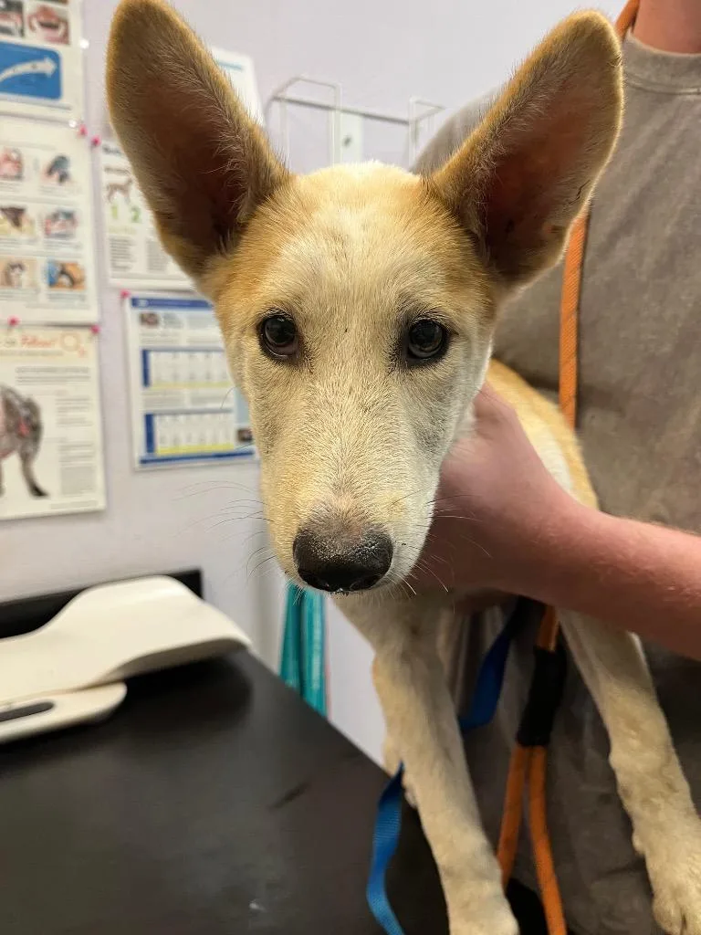 A baby small-sized male Carolina Dog dog named Marco for adoption in New Braunfels, TX