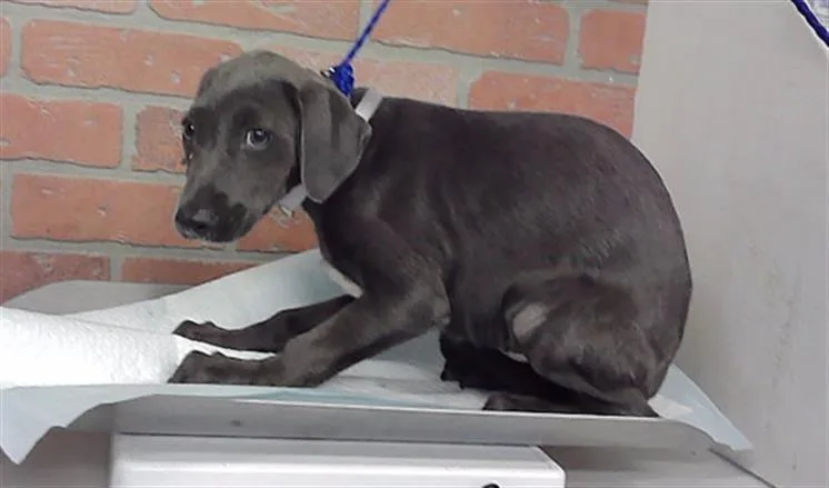 A baby small-sized male Staffordshire Bull Terrier dog named A for adoption in Houston, TX
