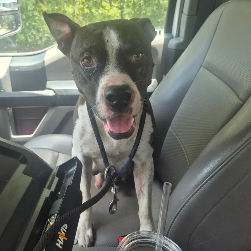 An adult medium-sized female Black Mixed Breed dog named Ravin for adoption in Lake Panasoffkee, FL