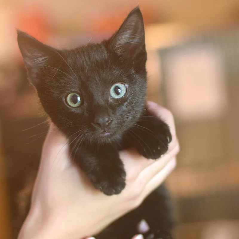 A baby small-sized female Black Domestic Short Hair cat named Myra Menke for adoption in Belleville, IL