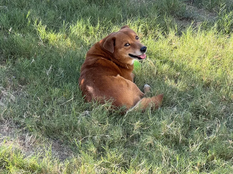 A young medium-sized male Shepherd dog named Buddy for adoption in San Antonio, TX