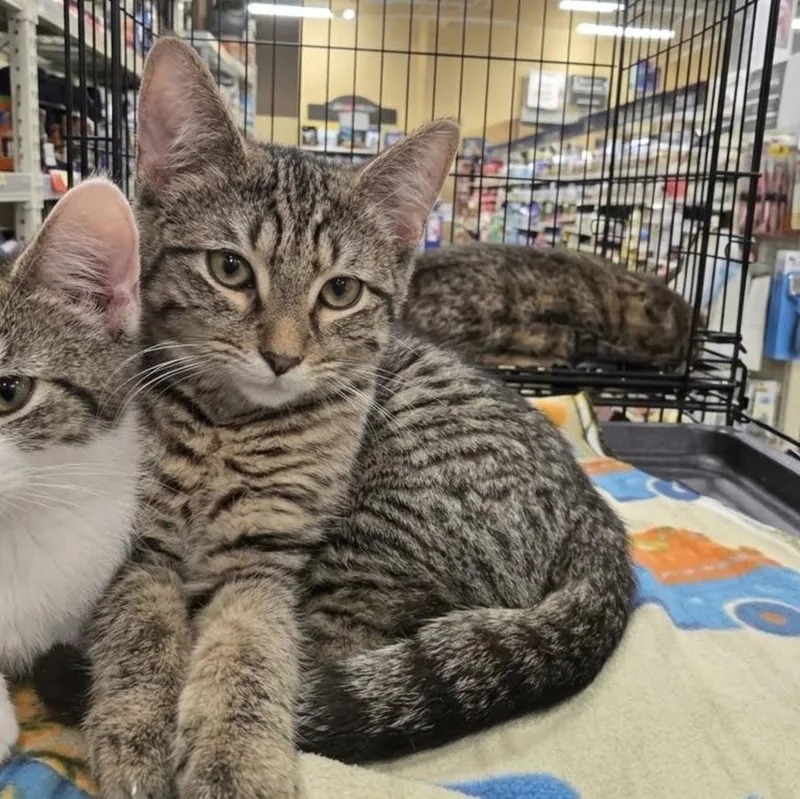 A baby medium-sized male Domestic Short Hair cat named Willie for adoption in Norwood, OH