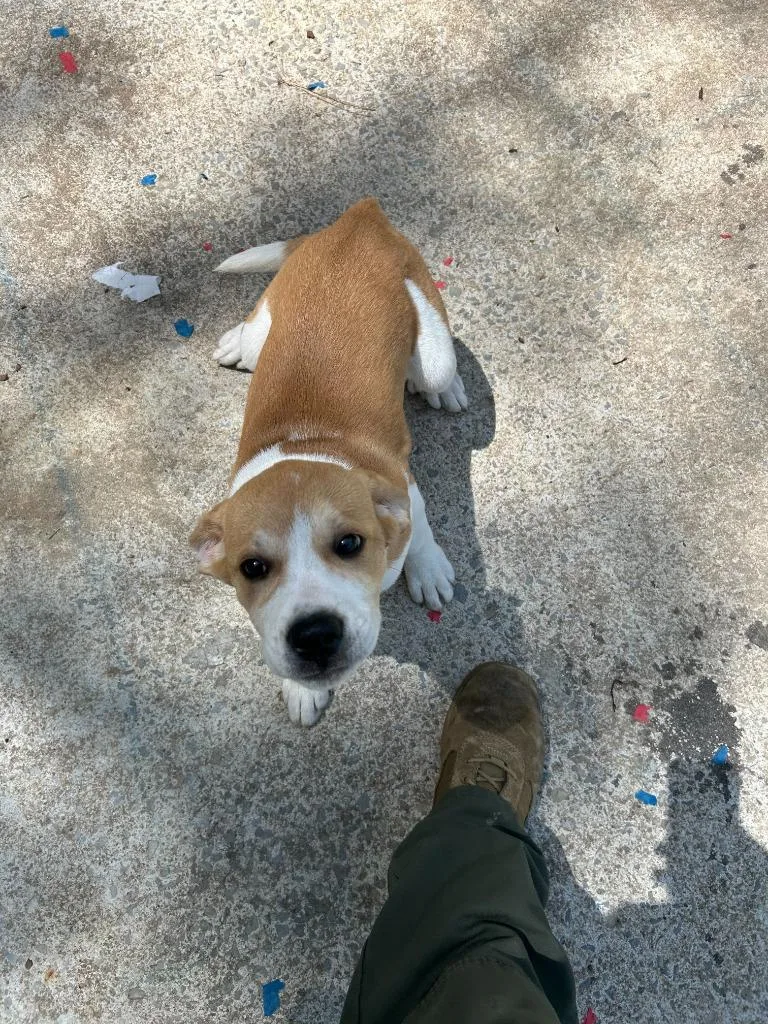 A baby large-sized female Mixed Breed dog named Sweet Pea for adoption in Chickamauga , GA