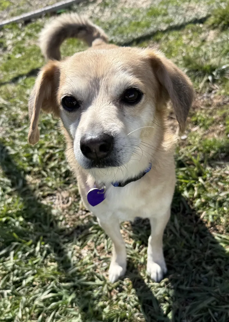 An adult small-sized male Chiweenie dog named Murray for adoption in Clinton, PA