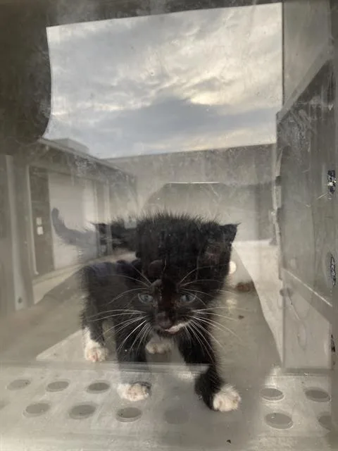 A baby small-sized male Domestic Short Hair cat named Joseph for adoption in Dallas, TX