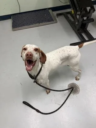 An adult medium-sized female Mixed Breed dog named Coraline for adoption in Savannah, GA