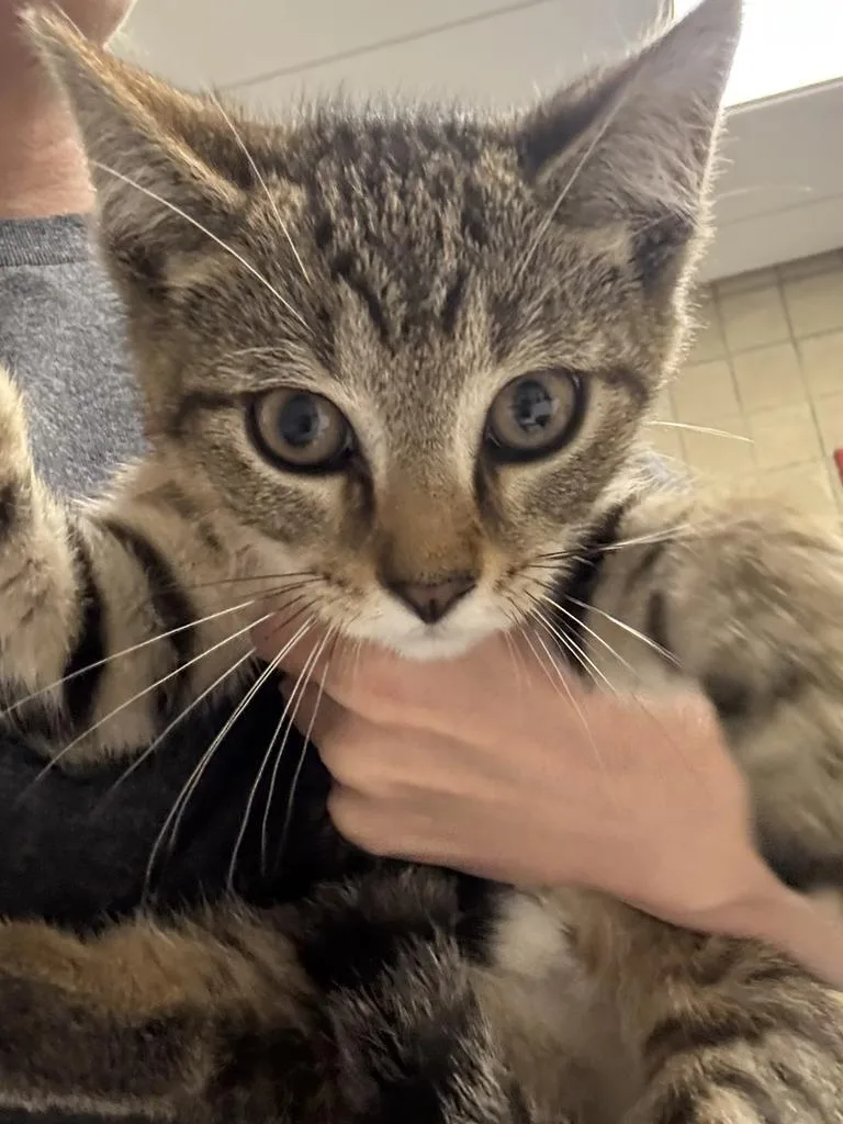 A baby large-sized male Domestic Short Hair cat named Pepperoni for adoption in Greenfield, IN