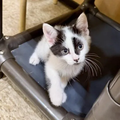 A baby small-sized male Domestic Short Hair cat named Vinny for adoption in Camarillo, CA