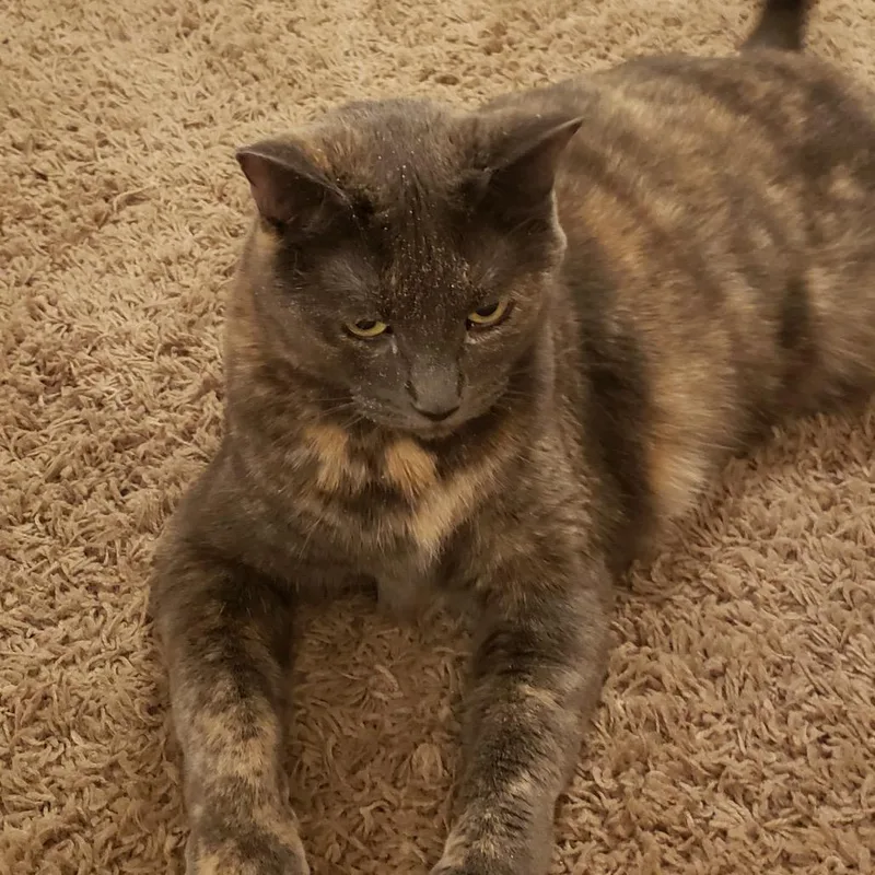 A senior small-sized female Gray / Blue / Silver Domestic Short Hair cat named Sassy for adoption in Rochester, MN