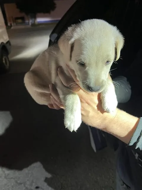 A baby small-sized female German Shepherd Dog dog named Whitie for adoption in Miami, FL