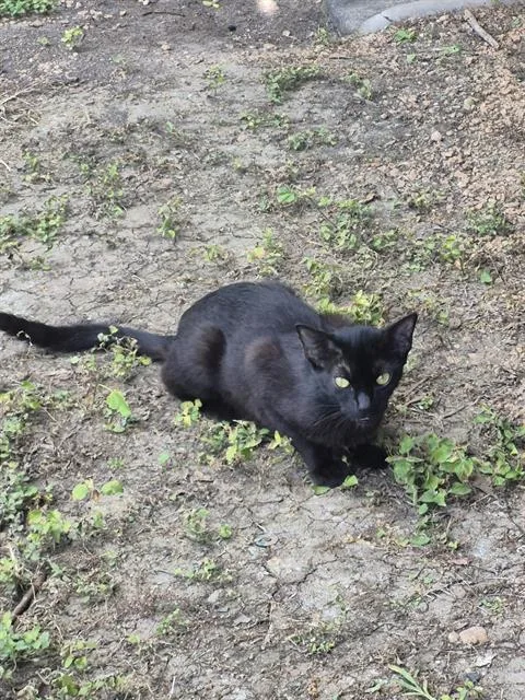 A young medium-sized female Domestic Short Hair cat named Maria for adoption in San Antonio, TX
