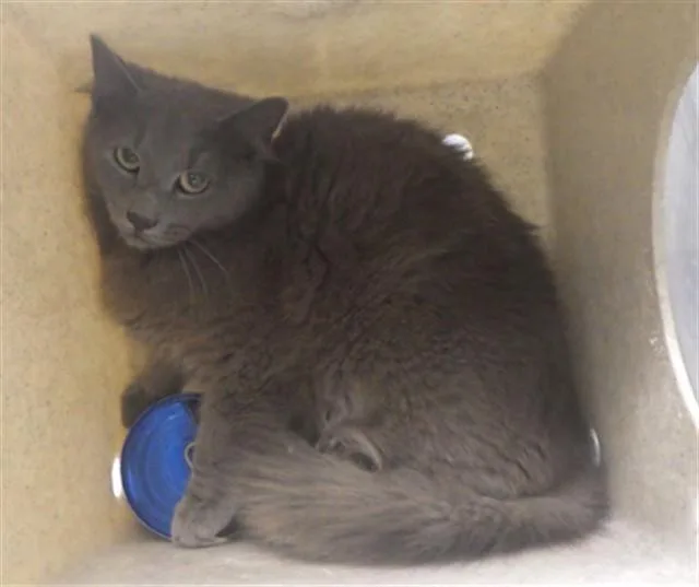 A young small-sized female Domestic Long Hair cat named Jazelle for adoption in Augusta, GA
