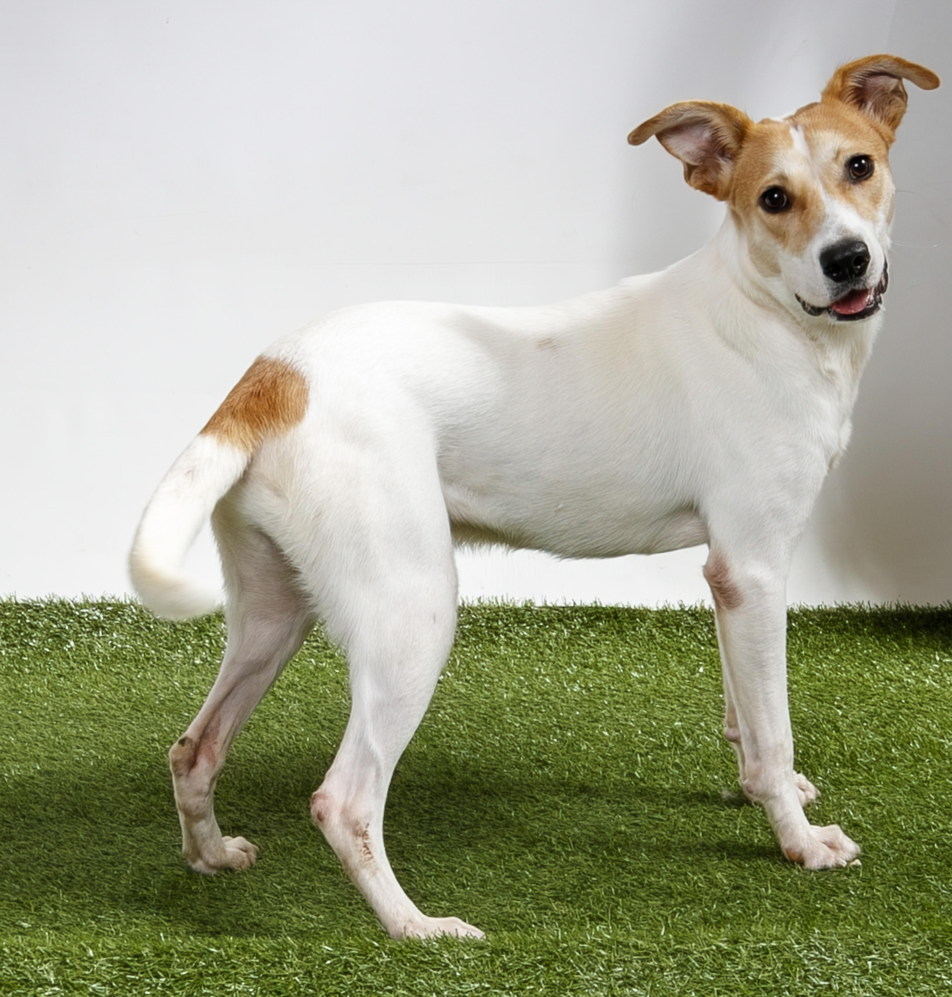 A young medium-sized male Apricot / Beige Mixed Breed dog named Edgar Allan Poe for adoption in Harvey , LA