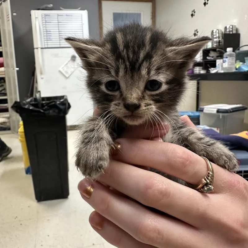 A baby small-sized female Brown / Chocolate Domestic Short Hair cat named Crocodile for adoption in Milford, IA