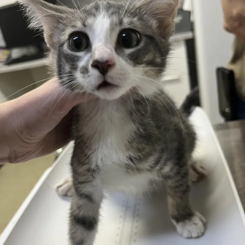 A baby small-sized male Gray / Blue / Silver Domestic Short Hair cat named MONTStray_ White Nose for adoption in Perkiomenville, PA