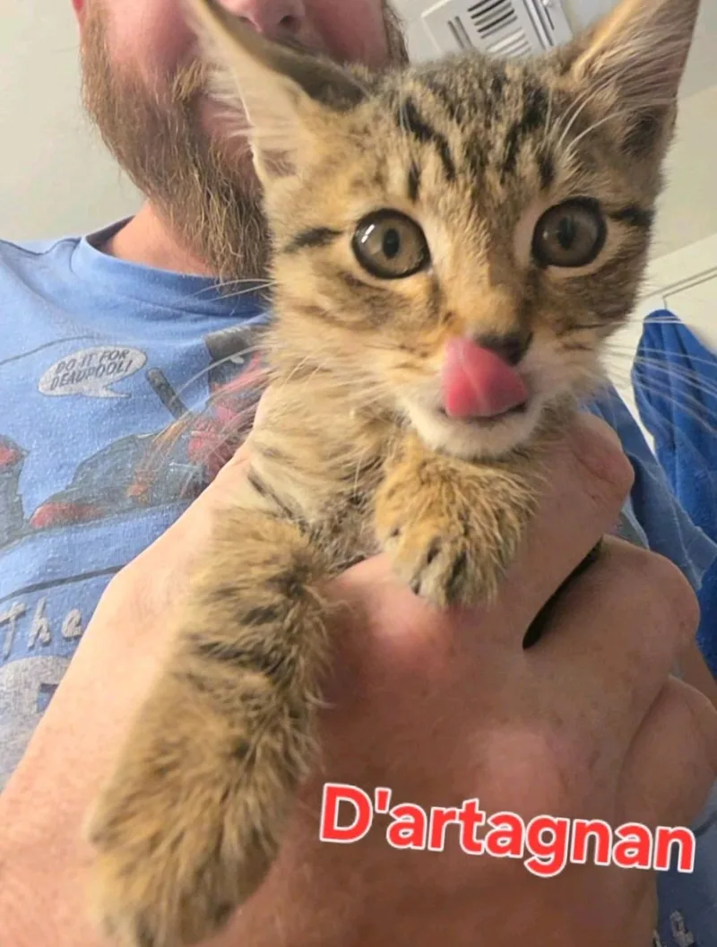 A baby medium-sized male Domestic Medium Hair cat named D'artagnan for adoption in Reno, NV