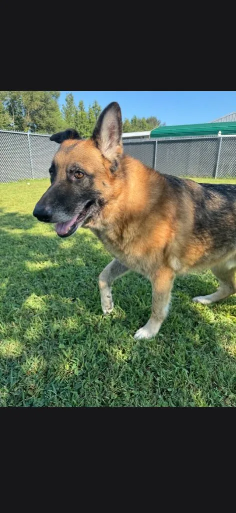 A senior medium-sized male German Shepherd Dog dog named Bruno for adoption in Camden, TN