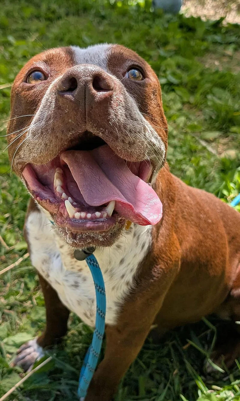 An adult medium-sized male Brown / Chocolate Pit Bull Terrier dog named Tabasco for adoption in Chicago, IL