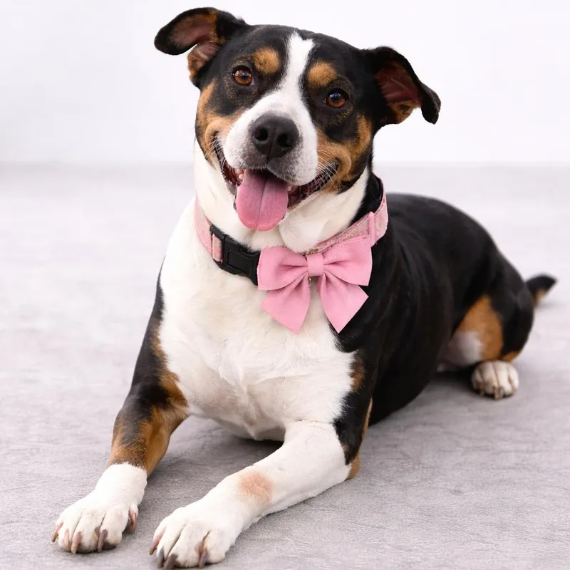 An adult medium-sized female Beagle dog named Tootsie Gs for adoption in Allen, TX