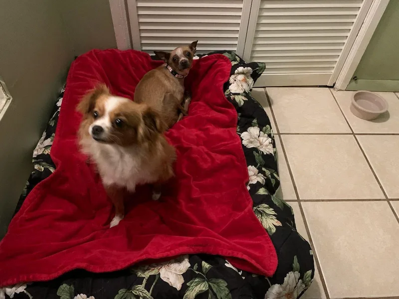 A young small-sized female Chihuahua dog named Lainey And Tillie for adoption in Ozone Park, NY