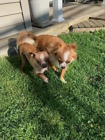 Lainey And Tillie thumbnail 2