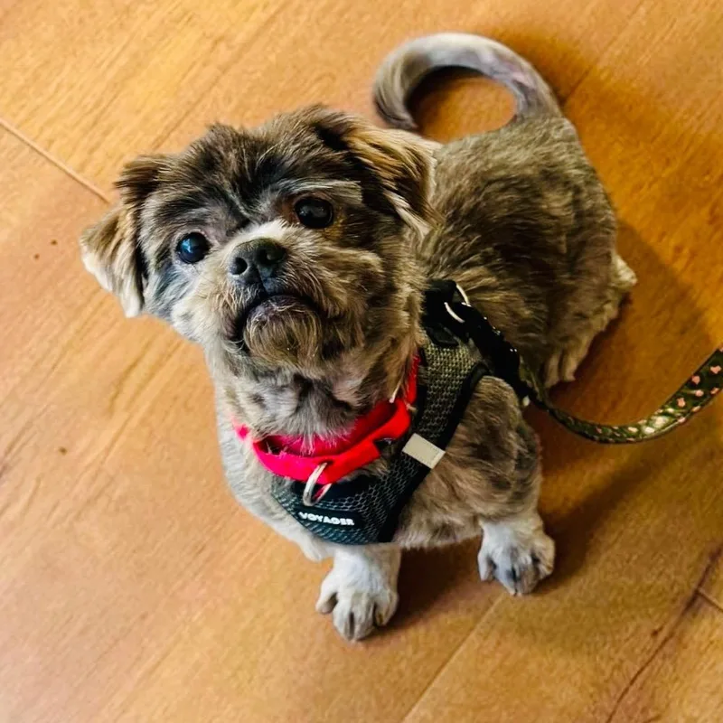 An adult small-sized male Black Shih Tzu dog named Bear for adoption in Stamford, CT
