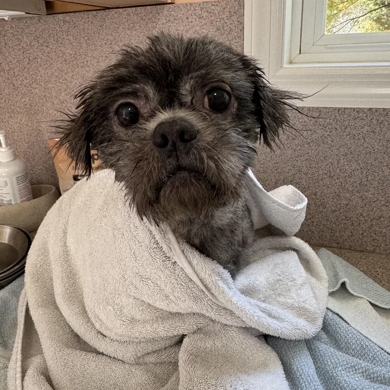 Bear thumbnail 6