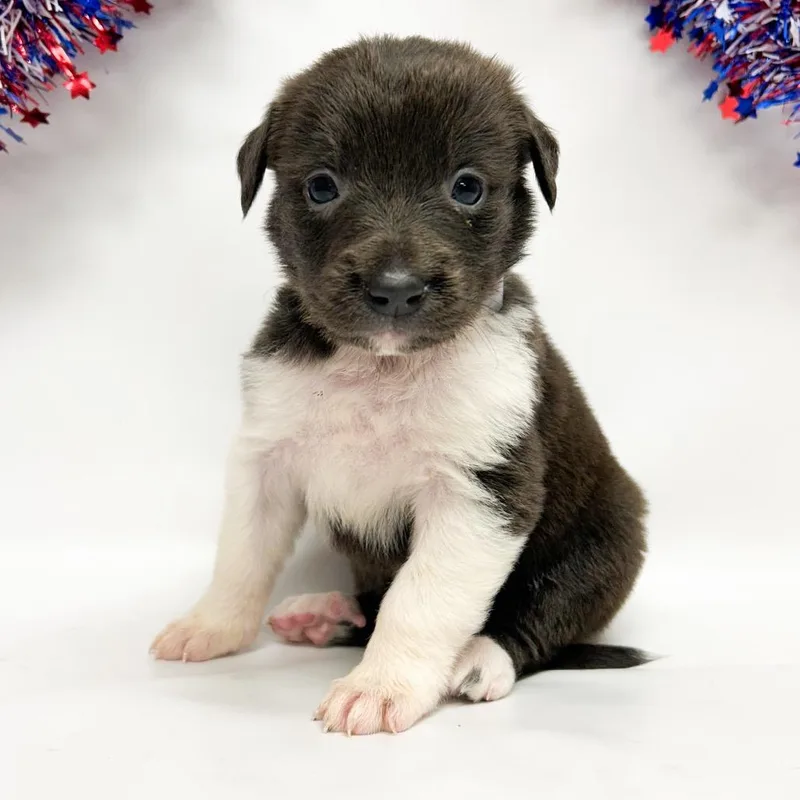 A baby small-sized female Pit Bull Terrier dog named Mocha for adoption in Parker, CO