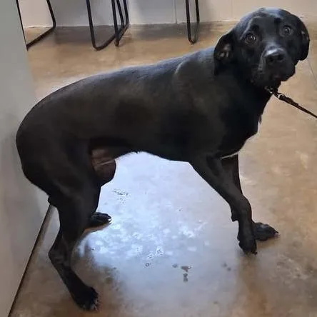 An adult medium-sized female Black Black Labrador Retriever dog named Rose for adoption in Enterprise, AL