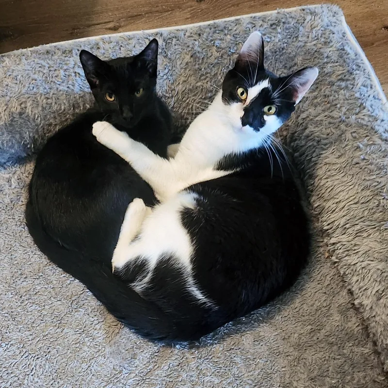 An adult medium-sized female Black & White / Tuxedo Tuxedo cat named Snoozie for adoption in Chicago, IL