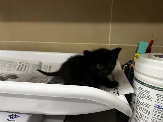 A baby small-sized female Domestic Short Hair cat named Taffy for adoption in Grand Prairie, TX
