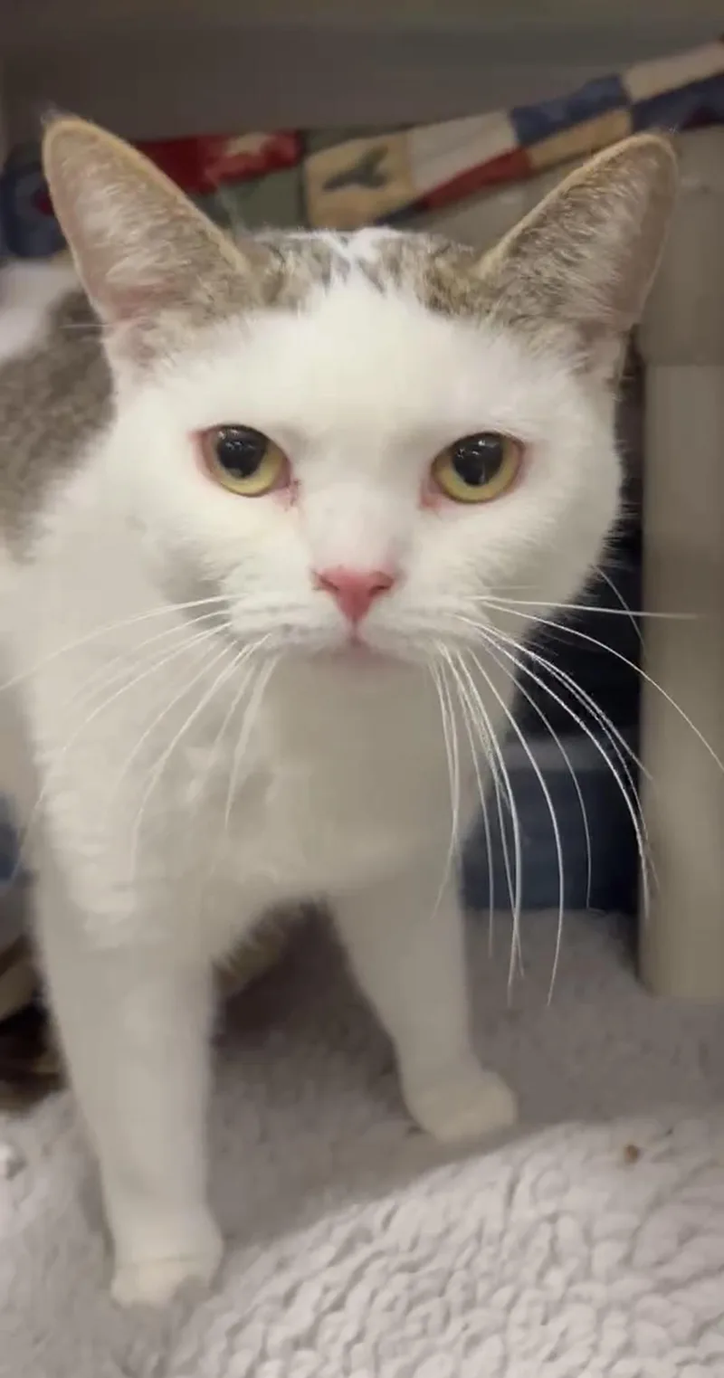 A young medium-sized female White Domestic Short Hair cat named Fairy for adoption in Wyandotte, MI