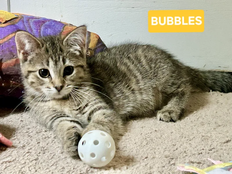 A baby small-sized female Tabby (Brown / Chocolate) Tabby cat named Bubbles for adoption in Brighton, MI