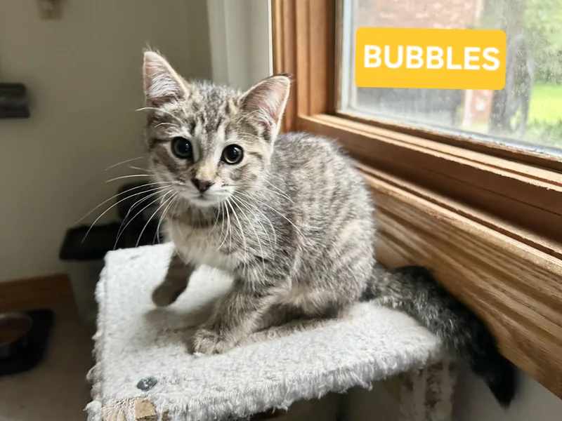 Bubbles thumbnail 2
