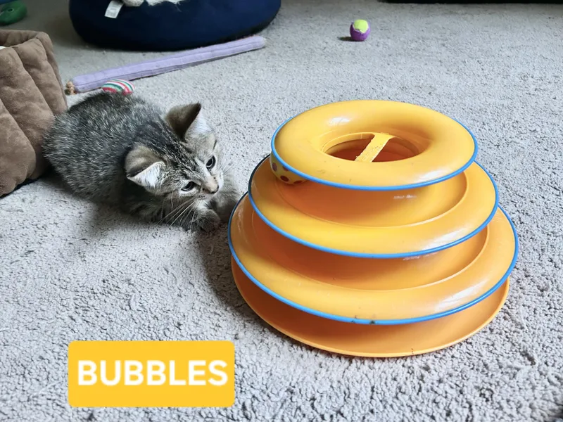 Bubbles thumbnail 3