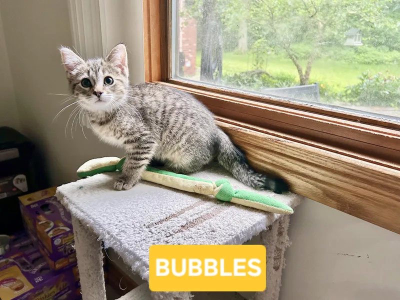 Bubbles thumbnail 4