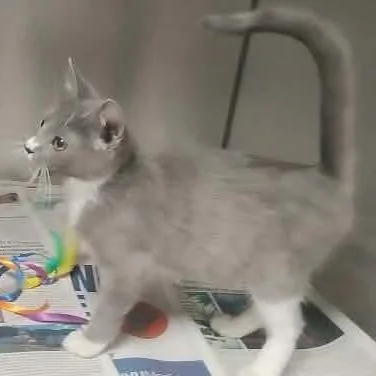 A baby small-sized male Gray / Blue / Silver Domestic Short Hair cat named Paul Stookey for adoption in Washington, DC