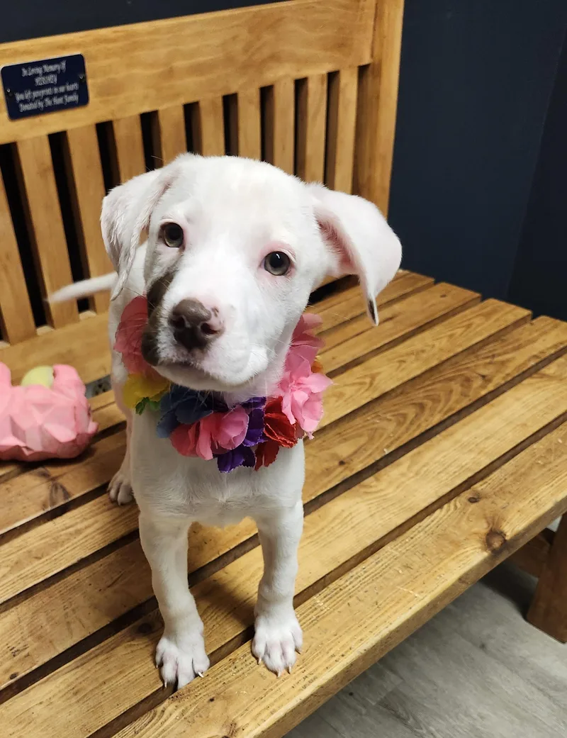 A baby small-sized female White / Cream Jack Russell Terrier dog named Pto for adoption in Mansfield, OH