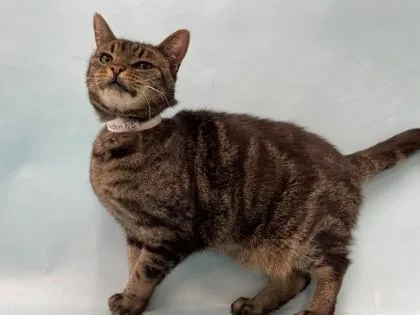 An adult small-sized female Domestic Short Hair cat named Whitney Houston for adoption in Coon Rapids, MN