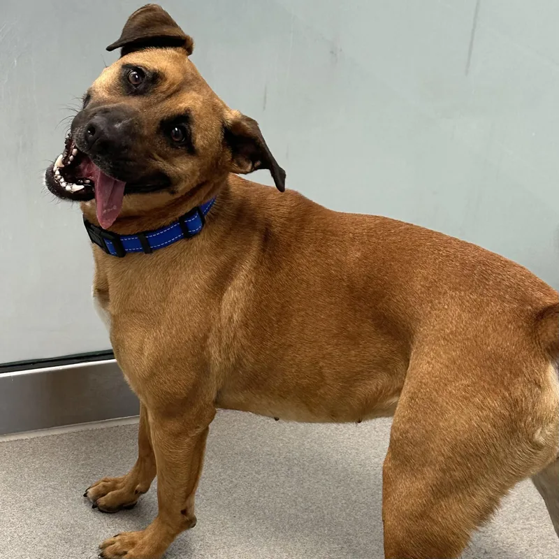 An adult large-sized female Red / Chestnut / Orange German Shepherd Dog dog named Kenna for adoption in Hilliard, OH