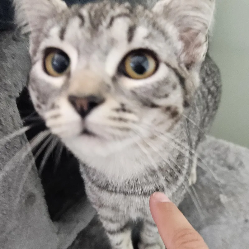 A baby small-sized female Tabby (Gray / Blue / Silver) Domestic Short Hair cat named Roo for adoption in The Dalles, OR