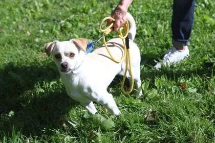 An adult medium-sized male Mixed Breed dog named Stewie for adoption in West Chester, PA