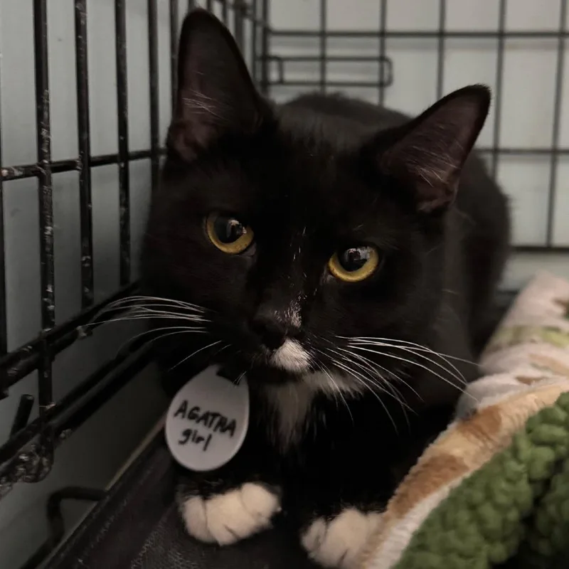 An adult small-sized female Black Domestic Short Hair cat named Agatha Berkeley for adoption in Merrifield, VA
