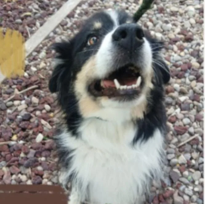 An adult medium-sized male Border Collie dog named Otto for adoption in Thompson Falls, MT